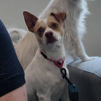 Gordo -  Jack Russell Terrier and Mixed Breed Dog for Adoption in Jupiter, Florida - Gordo | PetCurious