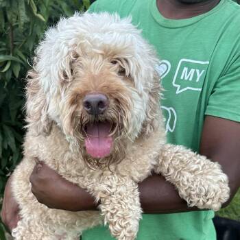 Cali - Local July 10-12 -  Labradoodle Dog for Adoption in Brookshire, Texas - Cali - Local July 10-12 | PetCurious