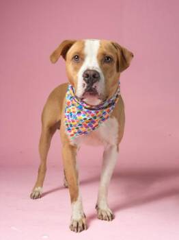 Bosco -  Pit Bull Terrier and Mixed Breed Dog for Adoption in Atlanta, Georgia - Bosco | PetCurious