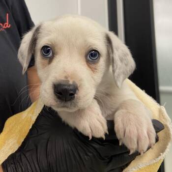 Mixed Breed Dogs Available for Adoption in Abilene, Texas - Milly | PetCurious