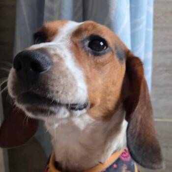 Slinky -  Beagle Dog for Adoption in Mount Bethel, Pennsylvania - Slinky | PetCurious