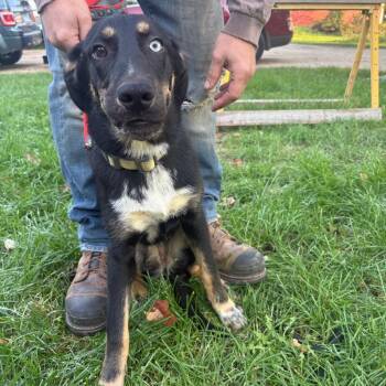 Labrador Retriever and Siberian Husky Dogs Available for Adoption in South Elgin, Illinois - Roxy - Home To Home | PetCurious