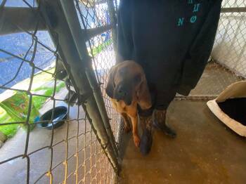 Whiskey -  Bloodhound Dog for Adoption in Tulsa, Oklahoma - Whiskey | PetCurious
