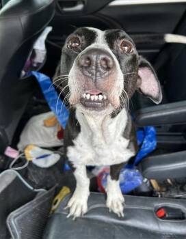 CLARABELLE -  Hound Dog for Adoption in San Antonio, Texas - CLARABELLE | PetCurious