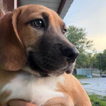 Cooper -  Beagle Dog for Adoption in Aledo, Texas - Cooper | PetCurious