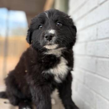 Border Collie and Mixed Breed Dogs Available for Adoption - FWT Carmen | PetCurious