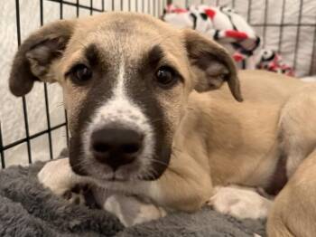 Goose -  Labrador Retriever and Black Mouth Cur Dog for Adoption in Hartwell, Georgia - Goose | PetCurious