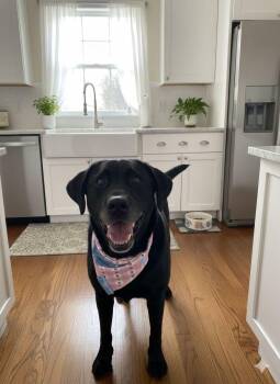 Black Labrador Retriever Dogs Available for Adoption - Ella | PetCurious