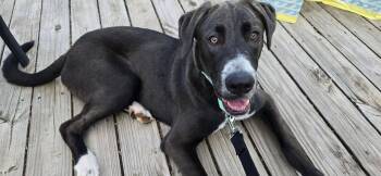 Great Dane and Great Pyrenees Dogs Available for Adoption in Muskego, Wisconsin - Snickers The Great Dane X Great Pyrenees Puppy | PetCurious