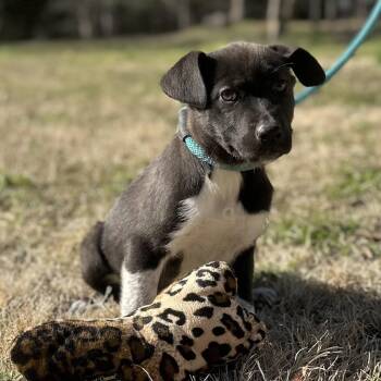 Labrador Retriever Dogs Available for Adoption - STORMY | PetCurious