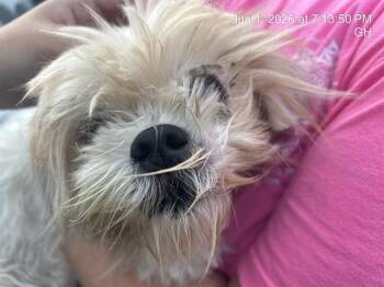 LHATZU -  Shih Tzu Dog for Adoption in Ocala, Florida - LHATZU | PetCurious