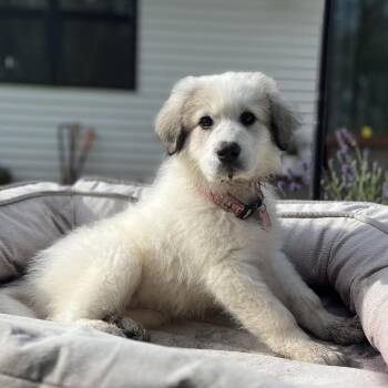 Mixed Breed and Great Pyrenees Dogs Available for Adoption in Madison, Wisconsin - Camille | PetCurious