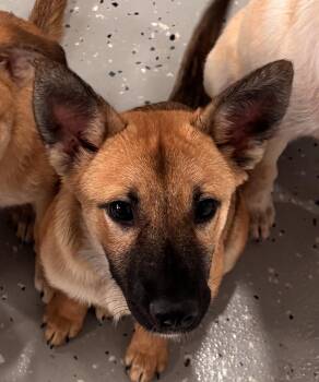 Bonnie -  Shepherd and Mixed Breed Dog for Adoption in Marengo, Illinois - Bonnie | PetCurious