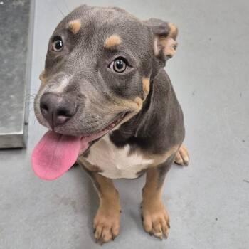 Coco -  Mixed Breed Dog for Adoption in Columbus, Georgia - Coco | PetCurious