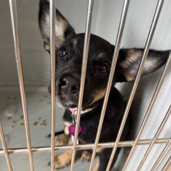 Chanel -  Cattle Dog and Mixed Breed Dog for Adoption in Saint Charles, Missouri - Chanel | PetCurious