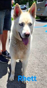 Rhett -  Husky and German Shepherd Dog Dog for Adoption in Madison Heights, Michigan - Rhett | PetCurious