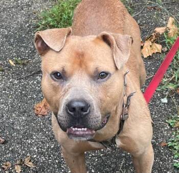 Sweetpea -  Mixed Breed Dog for Adoption in Cincinnati, Ohio - Sweetpea | PetCurious