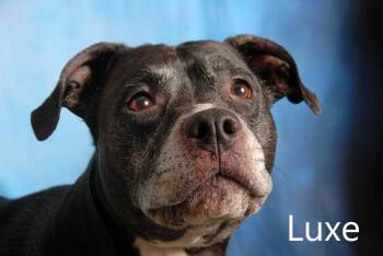 Luxe -  Pit Bull Terrier Dog for Adoption in Mount Vernon, Ohio - Luxe | PetCurious