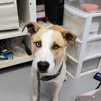 Saint -  Mixed Breed Dog for Adoption in Pauls Valley, Oklahoma - Saint | PetCurious