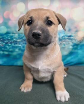 Labrador Retriever and Corgi Dogs Available for Adoption - Ash | PetCurious