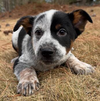 Australian Cattle Dog Blue Heeler Dogs Available for Adoption - Pistachio | PetCurious