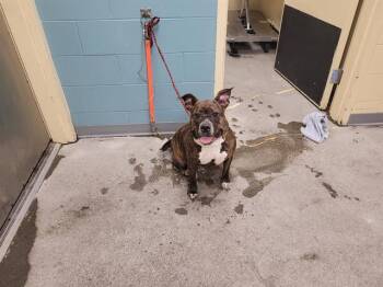QUEENIE -  Pit Bull Terrier and Mixed Breed Dog for Adoption in Kent, Washington - QUEENIE | PetCurious