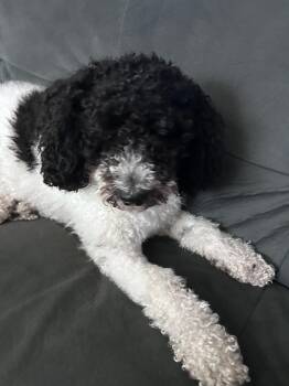 Rescue Poodle Dogs for Adoption in St. Augustine, Florida - Teddy | PetCurious
