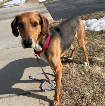 Hound Dogs Available for Adoption - Wally  | PetCurious