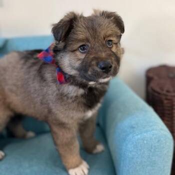 German Shepherd Dog and Husky Dogs Available for Adoption - Leo Lion Heart | PetCurious