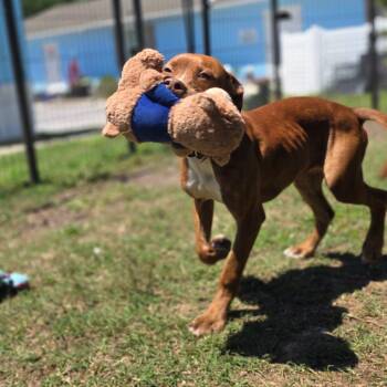 Pit Bull Terrier Dogs Available for Adoption in Newport, North Carolina - Maple | PetCurious