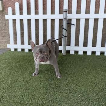 A612244 -  French Bulldog Dog for Adoption in Modesto, California - A612244 | PetCurious
