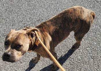 Rescue Pit Bull Terrier Dogs for Adoption in Lawrenceville, Georgia - Pen 206c | PetCurious