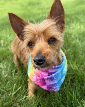 Yorkshire Terrier Dogs Available for Adoption in Arlington, Virginia - Jax | PetCurious