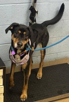 Stasha -  Mixed Breed Dog for Adoption in Chamblee, Georgia - Stasha | PetCurious