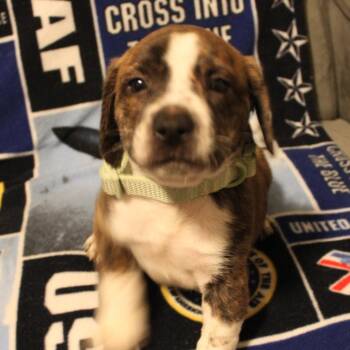 Rescue Plott Hound Dogs for Adoption in St. Peters, Missouri - Birch | PetCurious