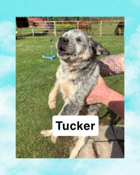 Australian Cattle Dog Blue Heeler Dogs Available for Adoption - Tucker | PetCurious