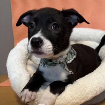 Toyger (Yoshi) -  American Staffordshire Terrier Dog for Adoption in Newberg, Oregon - Toyger (Yoshi) | PetCurious