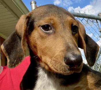 Helga -  Shepherd Dog for Adoption in Glasgow, Kentucky - Helga | PetCurious