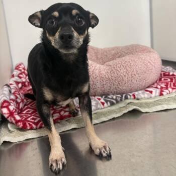 Mr. Brown -  Chihuahua and Mixed Breed Dog for Adoption in Fulton, Texas - Mr. Brown | PetCurious
