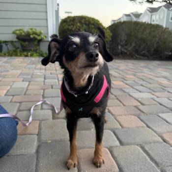 Sandy TAPR-A-3101 -  Jack Russell Terrier Dog for Adoption in San Diego, California - Sandy TAPR-A-3101 | PetCurious