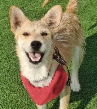 Benji -  Jack Russell Terrier and Spitz Dog for Adoption in Toronto, Ontario - Benji | PetCurious