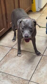 Penelope -  Mixed Breed Dog for Adoption in Cincinnati, Ohio - Penelope | PetCurious