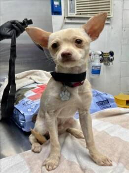 Chihuahua and Terrier Dogs Available for Adoption in Woodland, California - EL RICO | PetCurious