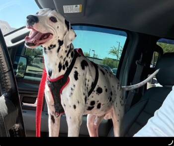 Finn-Maricopa, AZ -  Dalmatian Dog for Adoption in San Diego, California - Finn-Maricopa, AZ | PetCurious
