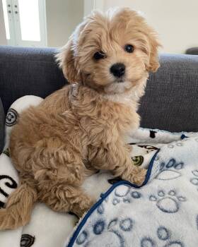 Leo -  Maltipoo Dog for Adoption in Dallas, Texas - Leo | PetCurious
