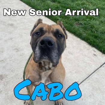 Presa Canario and Mastiff Dogs Available for Adoption in Plainfield, Illinois - Cabo | PetCurious