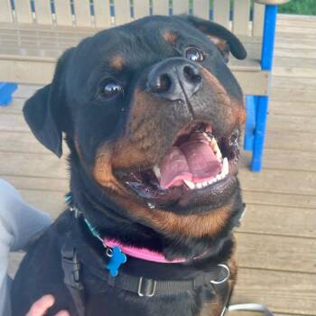 Rottweiler Dogs Available for Adoption in State College, Pennsylvania - Barry | PetCurious