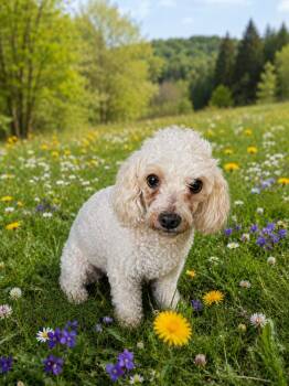 Poodle Dogs Available for Adoption - Olaf | PetCurious