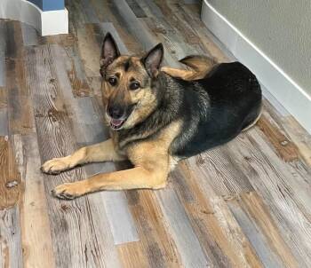 German Shepherd Dog Dogs Available for Adoption in Lakeland, Florida - Valkyrie | PetCurious