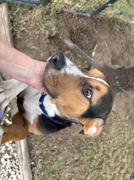 JAKE -  Hound and Shepherd Dog for Adoption in Sanford, North Carolina - JAKE | PetCurious